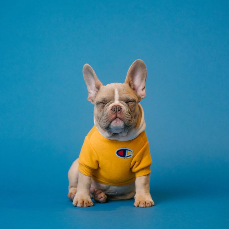 2N ĐA NGÔN NGỮ 4 karsten winegeart 5PVXkqt2s9k unsplash